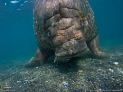 Tapeta National Geographic 581.jpg